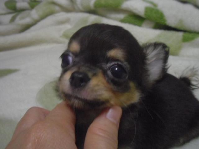 チワワ（ロングコート）