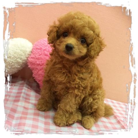 トイプードル