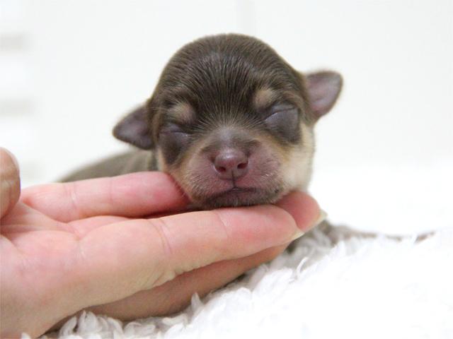 チワワ（ロングコート）