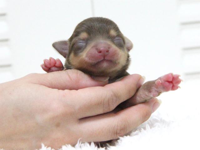 チワワ（ロングコート）