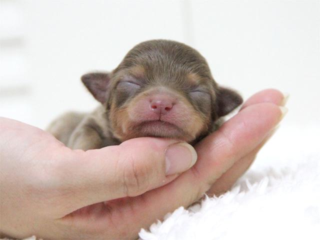 チワワ（ロングコート）