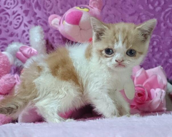 エキゾチックショートヘアー