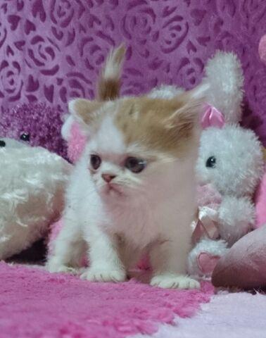 エキゾチックショートヘアー