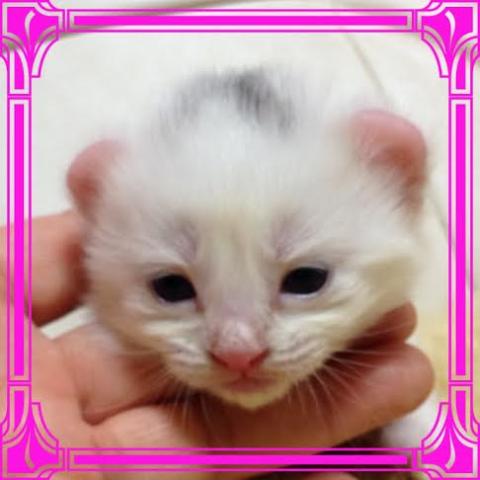 アメリカンカール