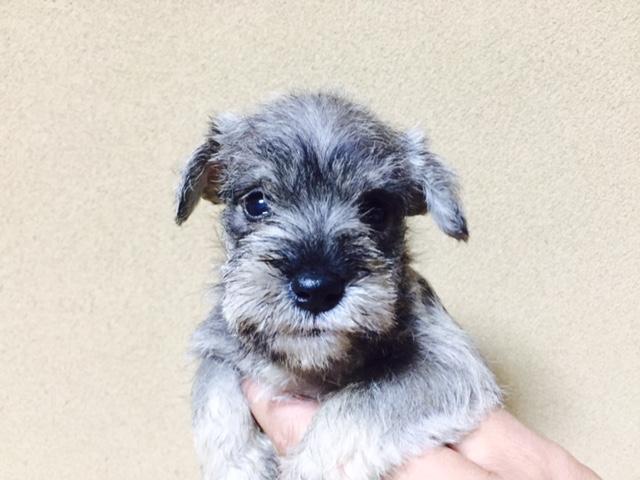 ミニチュアシュナウザー