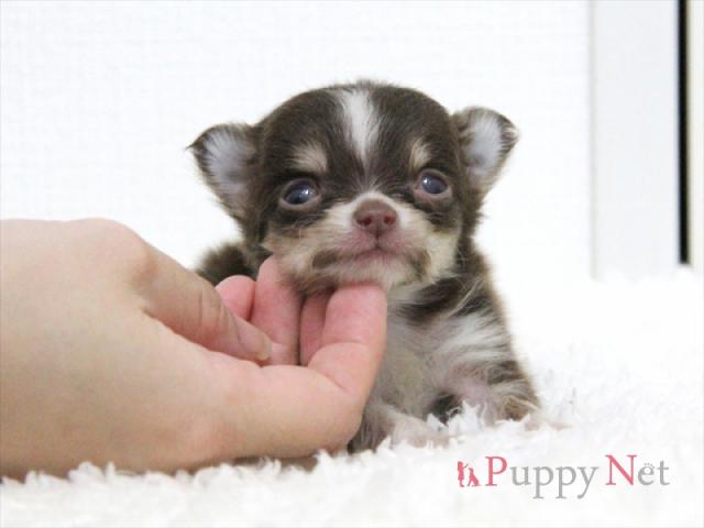 チワワ(ロングコート)