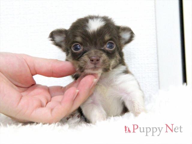 チワワ(ロングコート)