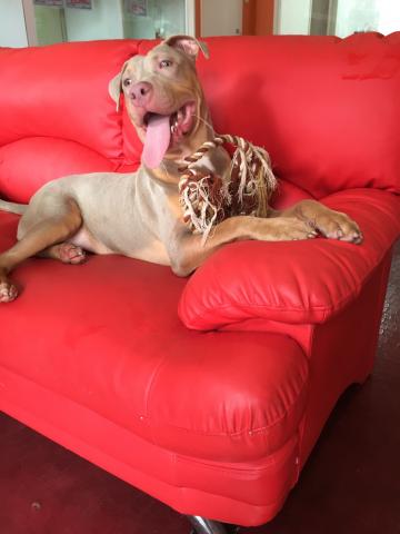 アメリカンピットブルテリア