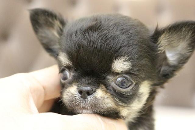 チワワ（ロングコート）