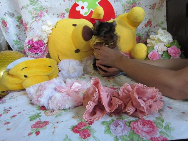 ヨークシャーテリア