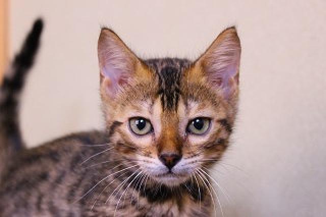 ベンガルブラウンスポット