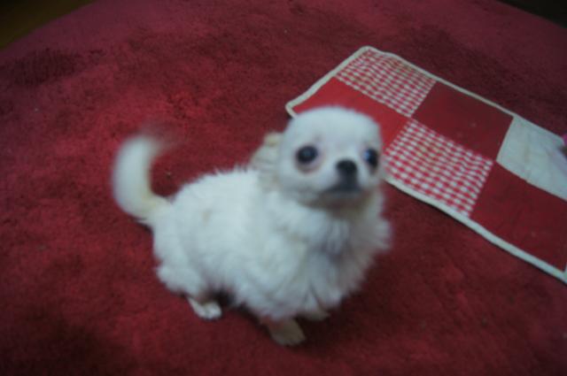 チワワ（ロングコート）