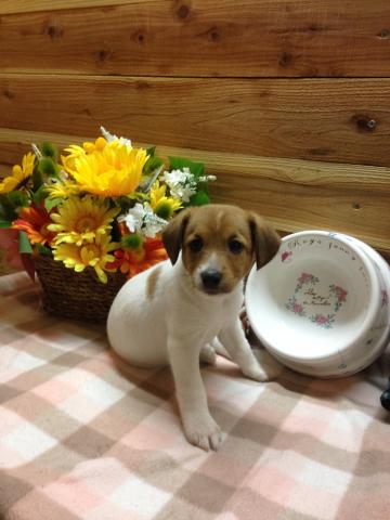 ジャックラッセルテリア