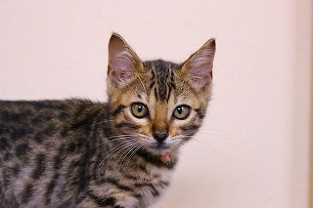 ベンガルブラウンスポット