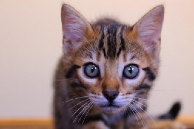 ベンガルブラウンスポット