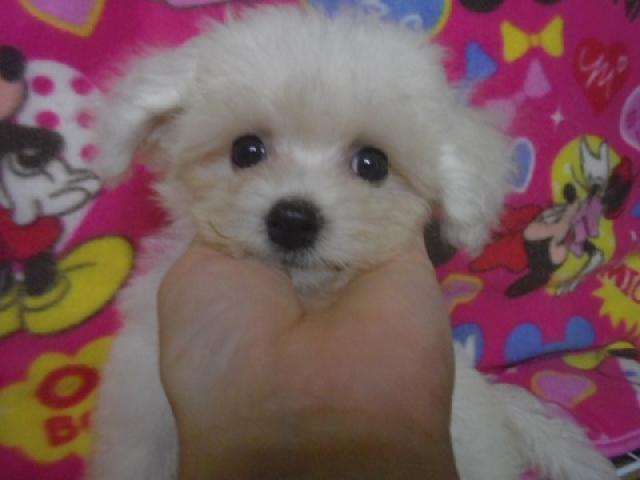 ビションフリーゼ