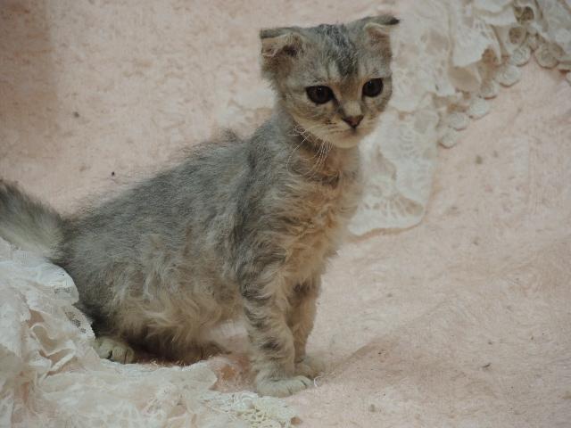 スコティッシュフォールド