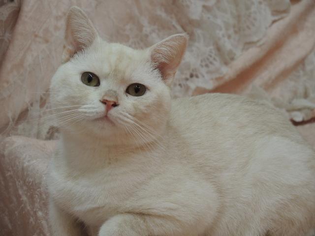 スコティッシュフォールド