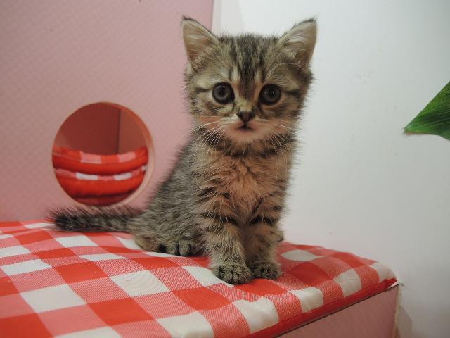 エキゾチックショートヘアー