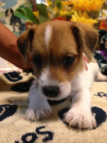 ジャックラッセルテリア