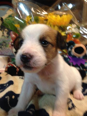 ジャックラッセルテリア