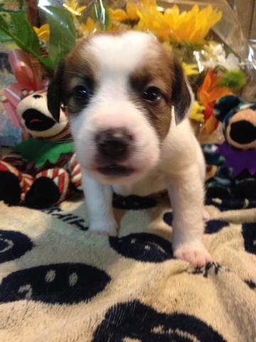 ジャックラッセルテリア