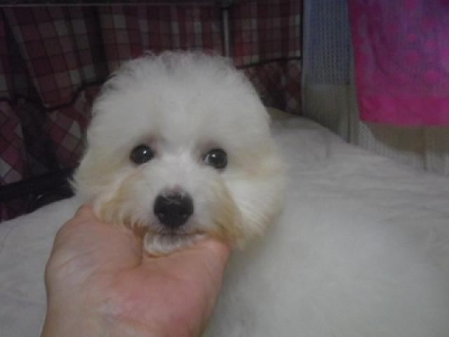 ビションフリーゼ