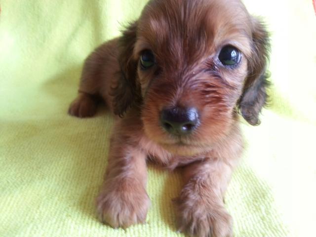 カニンヘンダックスフンド