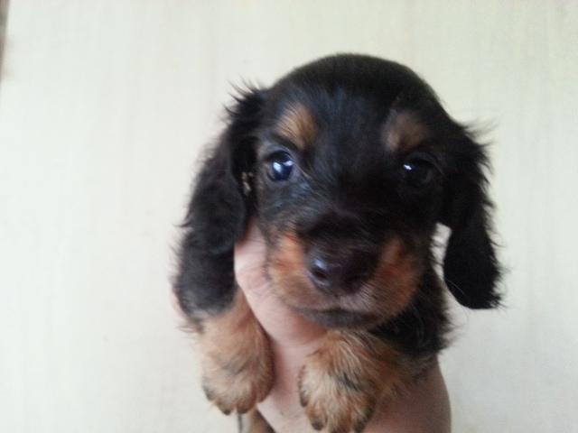 カニンヘンダックスフンド