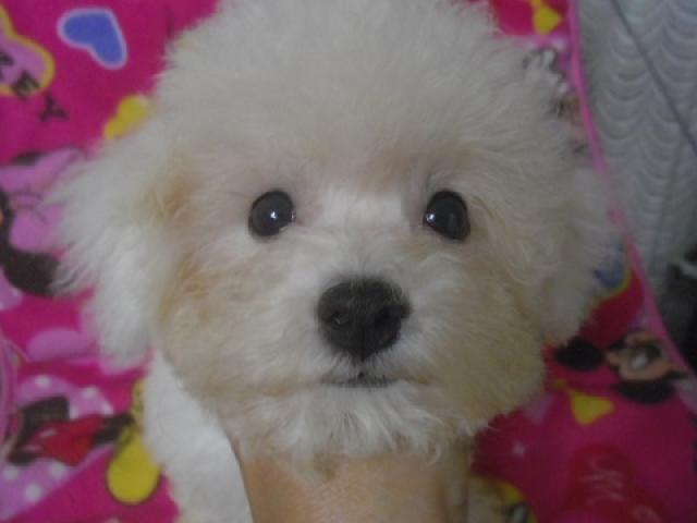 ビションフリーゼ