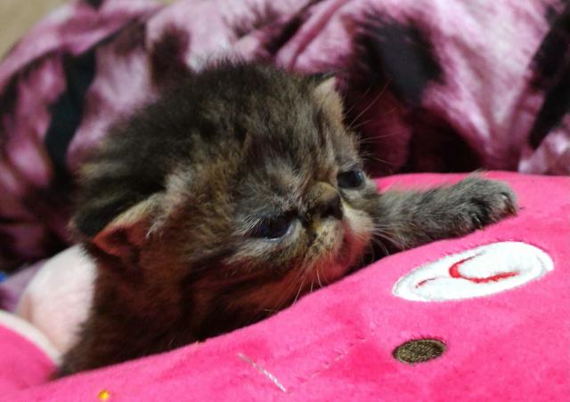 エキゾチックショートヘアー