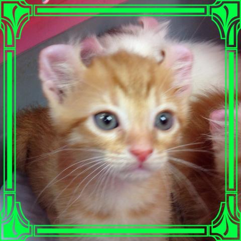 アメリカンカール