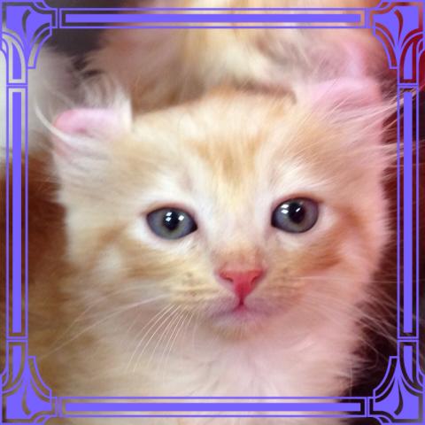 アメリカンカール