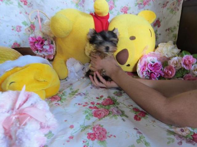 ヨークシャーテリア