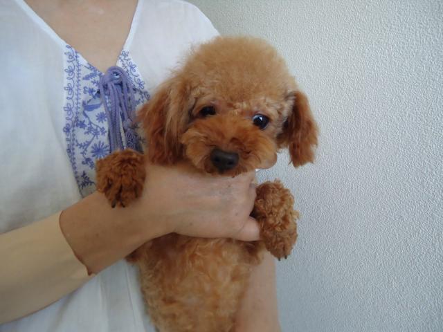 トイプードル