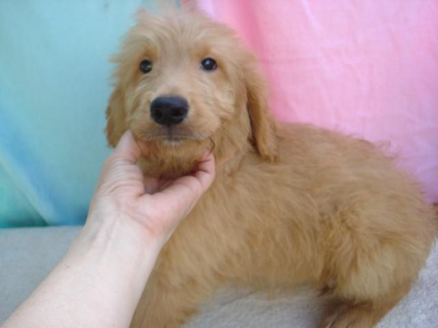 MIXゴールデンドウードル