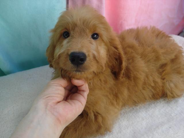 MIXゴールデンドウードル