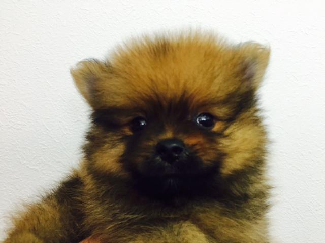 ポメラニアン