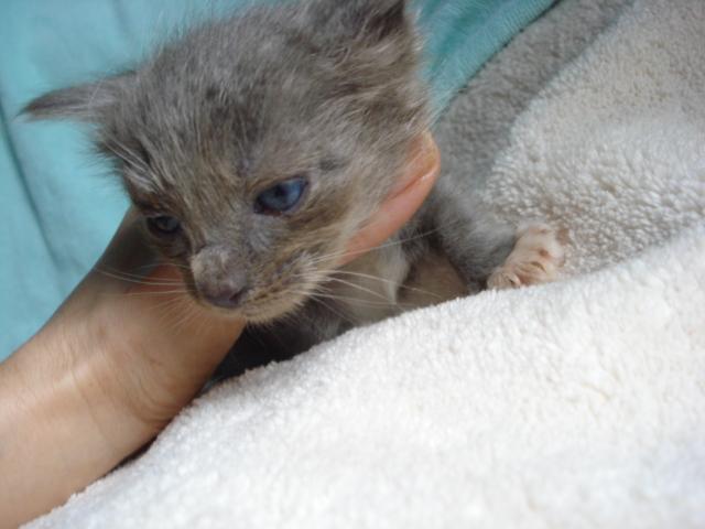 ノルウェージャンフォレストキャット