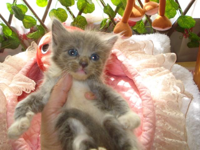 ノルウェージャンフォレストキャット