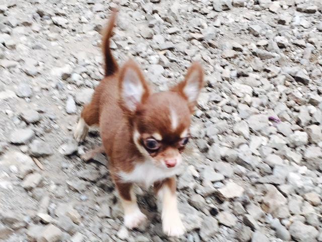 チワワ（ロングコート）