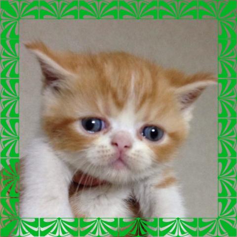 エキゾチックショートヘアー