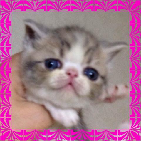 エキゾチックショートヘアー