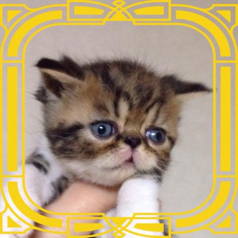 エキゾチックショートヘアー