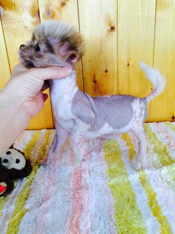 チャイニーズクレステッドドッグ