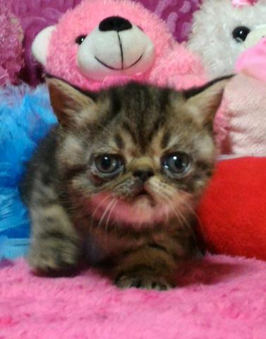 エキゾチックショートヘアー