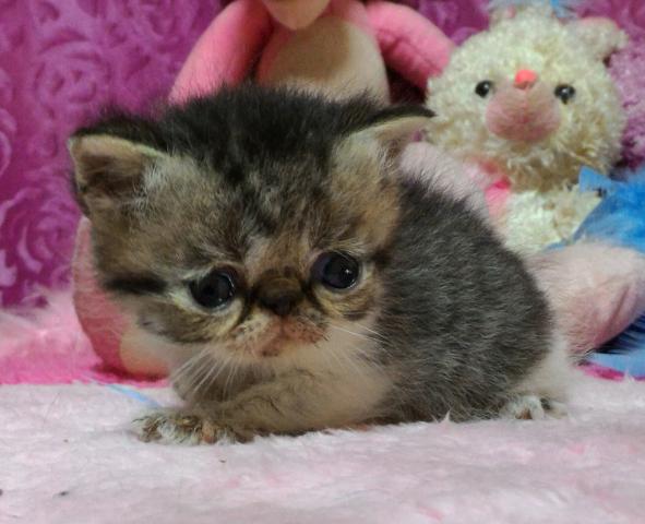 エキゾチックショートヘアー