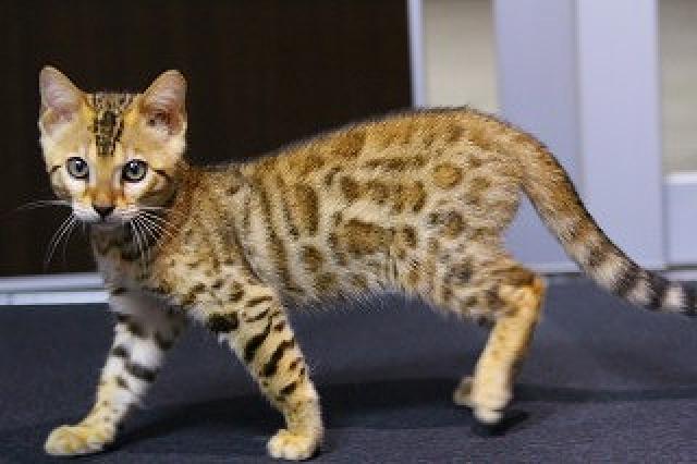 ブラウンスポット