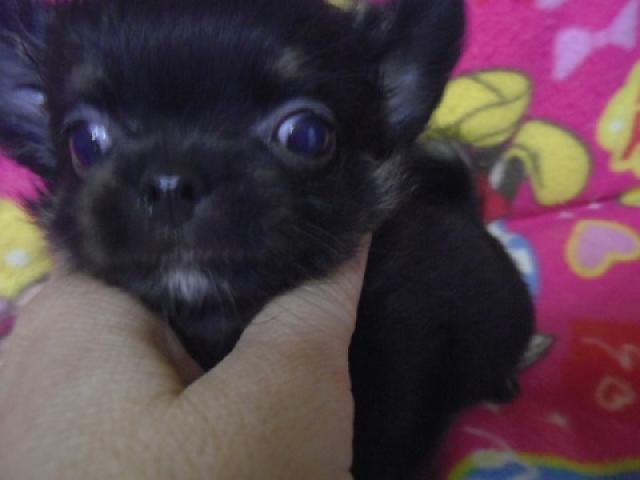 チワワ（ロングコート）