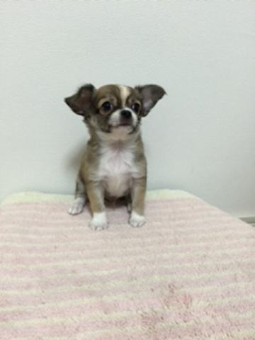 チワワ（ロングコート）